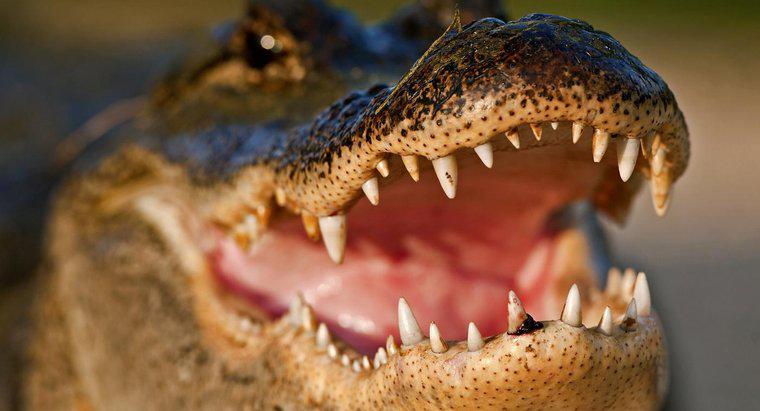 Cum se protejează un aligator?