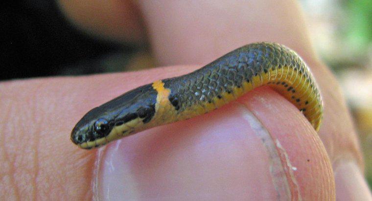 Ce este un Snake de Nord Ringneck?