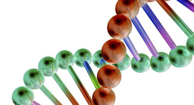 Cum sunt genele legate de ADN?