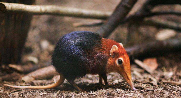 Care este cel mai mic mammal pe pământ?