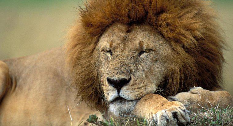 Ce este un habitat natural al leului?