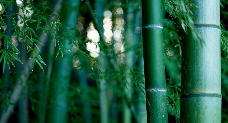 Cât durează să cresc bambusul?