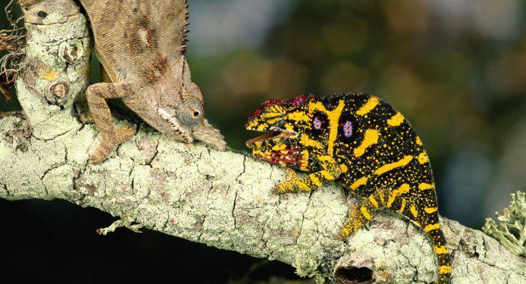 Cum reproduc chameleonii?