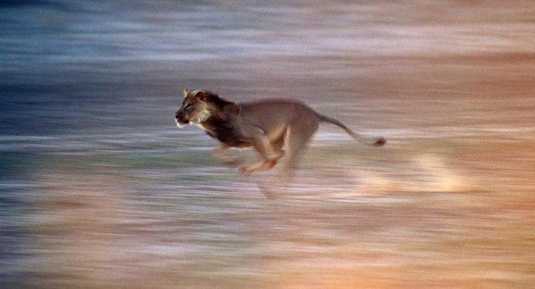 Cât de repede poate un leu fugi?