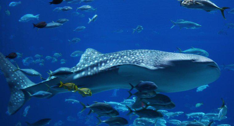 Este un rechin de balene mai mare decât o balenă albastră?