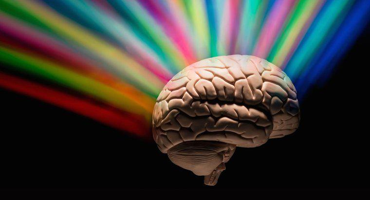 Cât de multă parte a creierului folosesc oamenii?