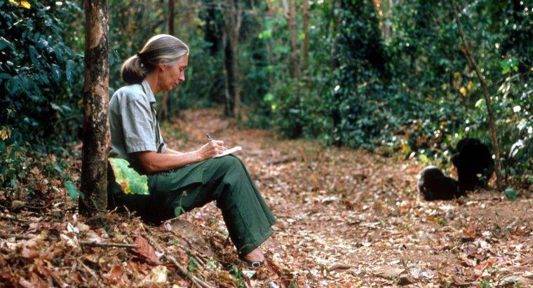 Care sunt câteva fapte interesante despre Jane Goodall?