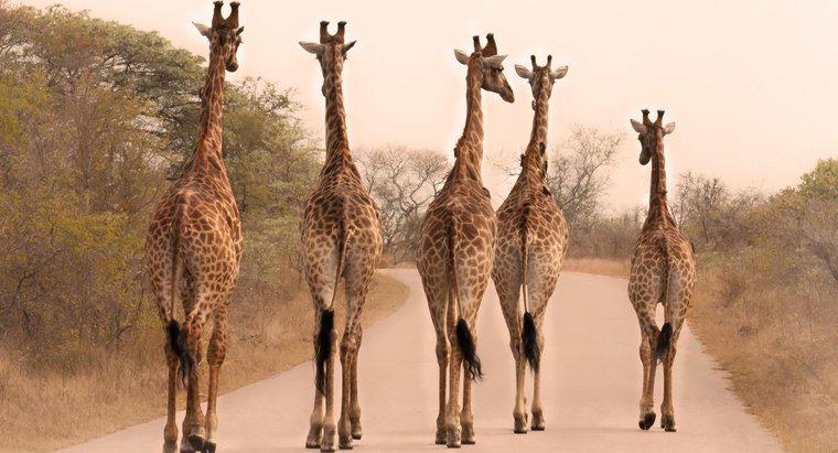 De ce sunt atât de înalte girafele?