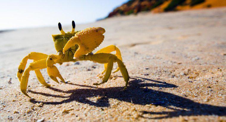 Cum este un crab adaptat la viata de pe malul marii?