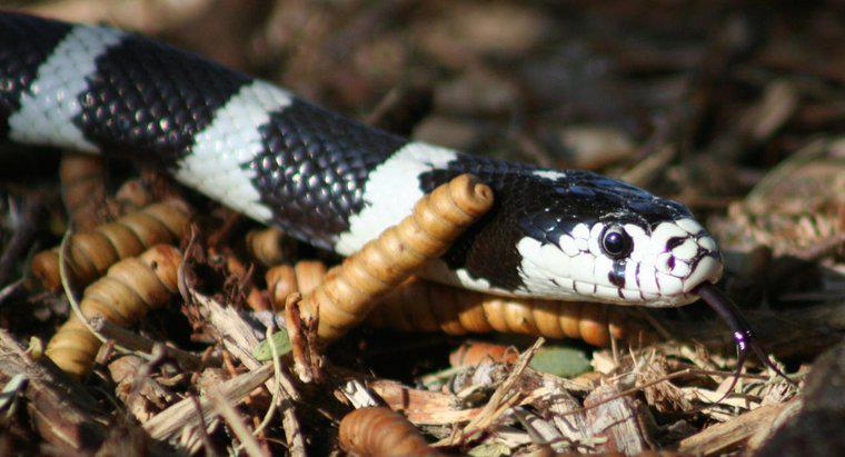 Ce fel de șarpe este negru și alb?