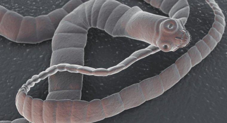Cum se mișcă Tapeworms?