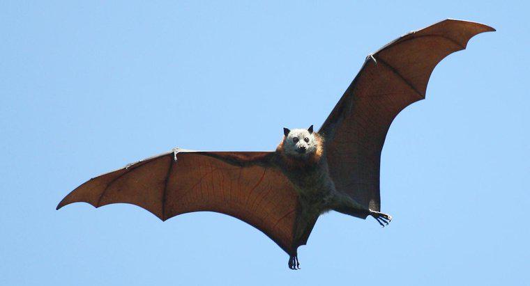 Este un Bat un Marsupial?