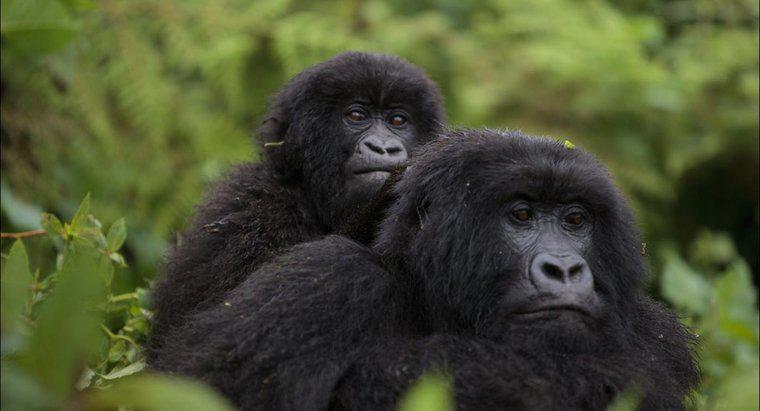 Ce este numit un grup de gorile?