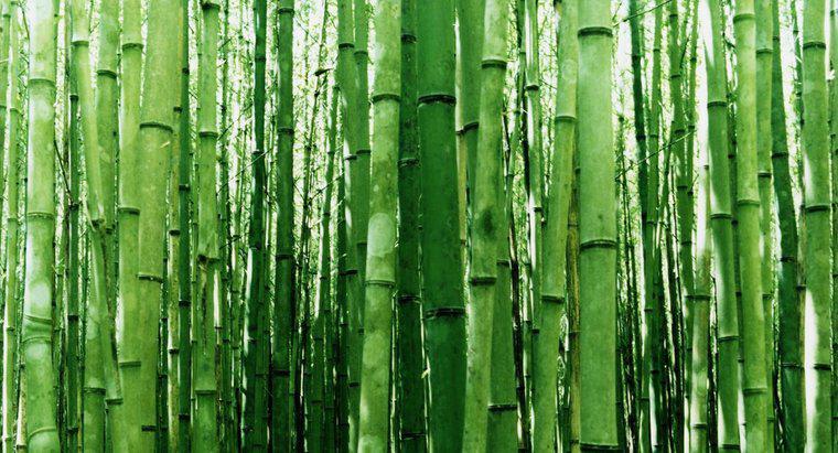 Care este cel mai bun mod de a tăia bambus?