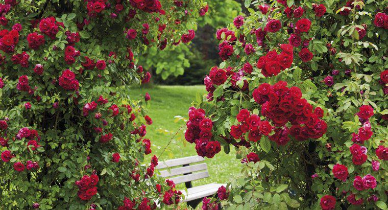 Cum faci o fungicidă naturală pentru tufișurile de trandafiri?