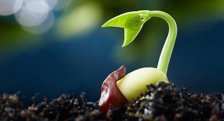 Care sunt cele cinci etape ale germinării semințelor?
