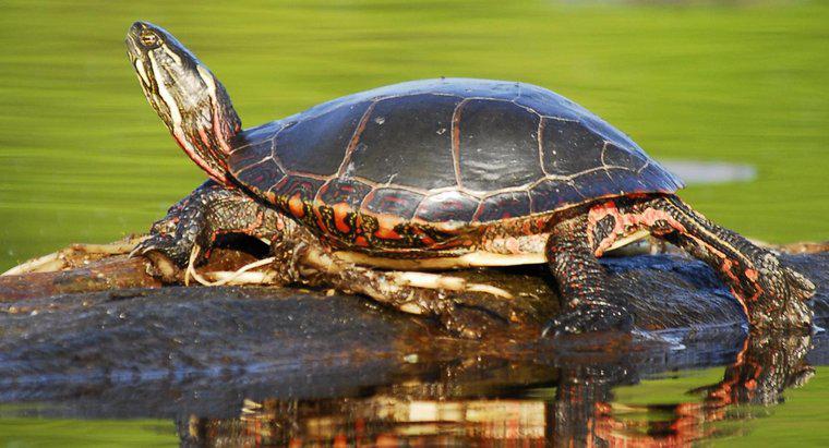 Ce mănâncă țestoasele solare?