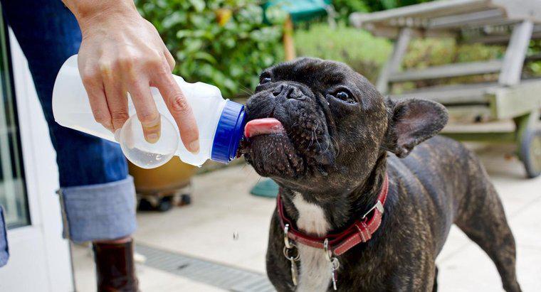 Cât timp poate un câine să trăiască fără apă?