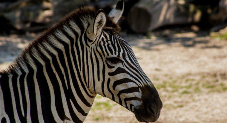 Ce două animale fac o Zebra?