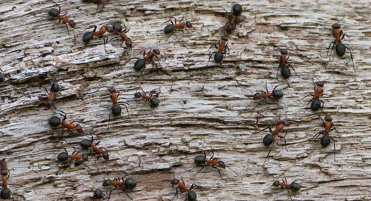 Cât de mulți furnici sunt acolo în lume?