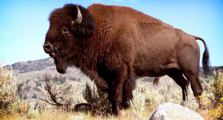 Ce este numit Buffalo de sex masculin?