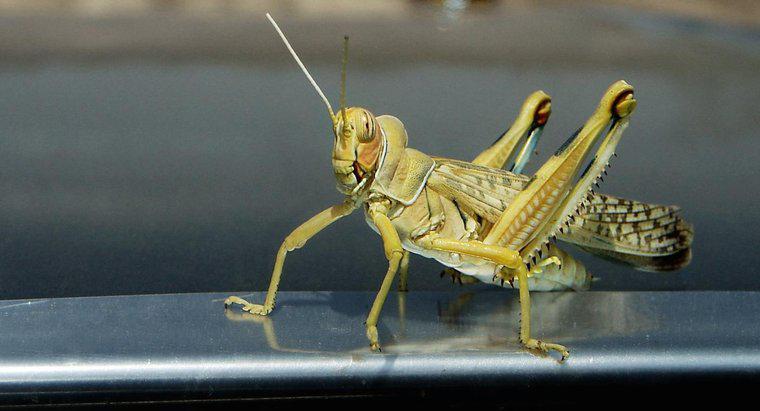 Care este cel mai bun mod de a scăpa de Grasshoppers?