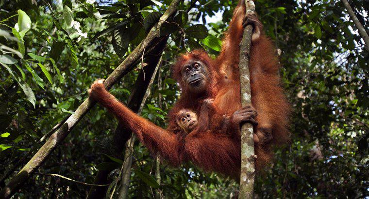 Ce se face pentru salvarea orangutanului?