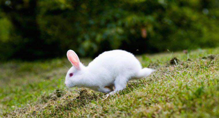 Ce plante de gradina sunt otravitoare pentru iepurii?