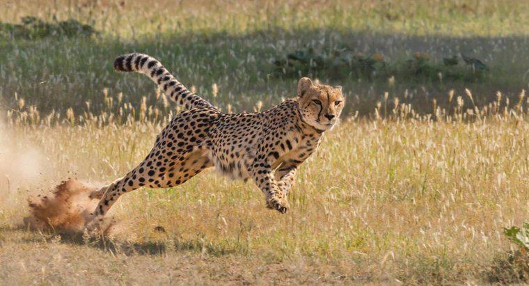 Este o struț mai repede decât un ghepard?