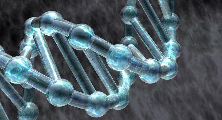 Ce roluri fac proteinele în replicarea ADN?