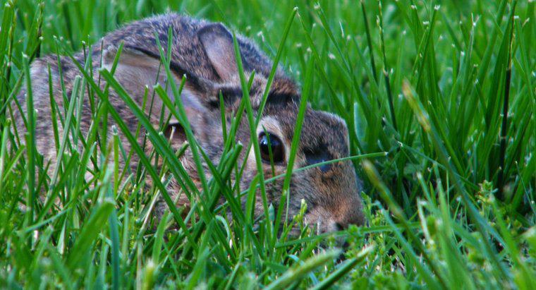 De ce iubește iepurii în peluze și grădini?