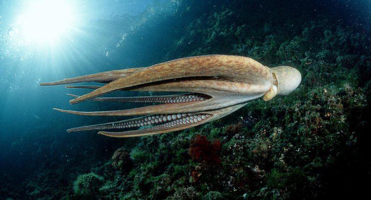 Care sunt asemănările-cheie și diferențele dintre o squid și un Octopus?