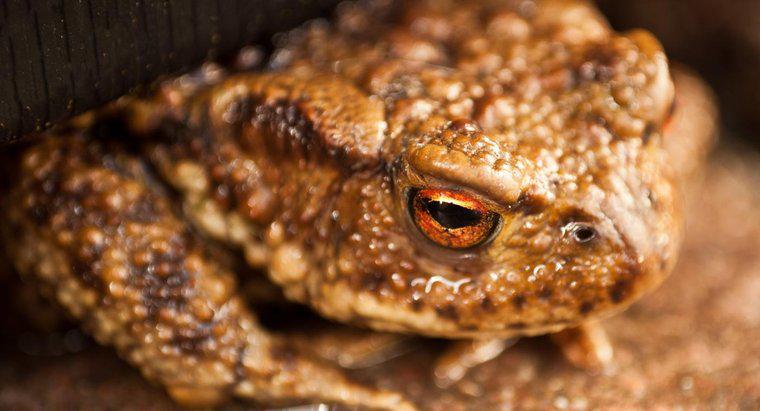 Do Toads trăiesc în apă?