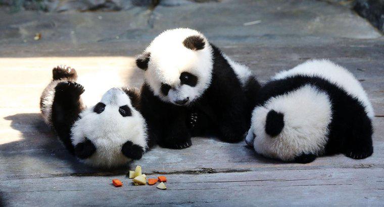 Care sunt unele fapte despre Panda pe care majoritatea oamenilor nu o stiu?