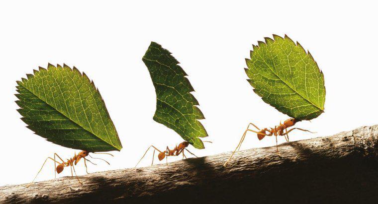 Cât de puternice sunt furnicii?