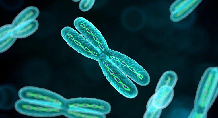 Care este scopul cromozomilor?