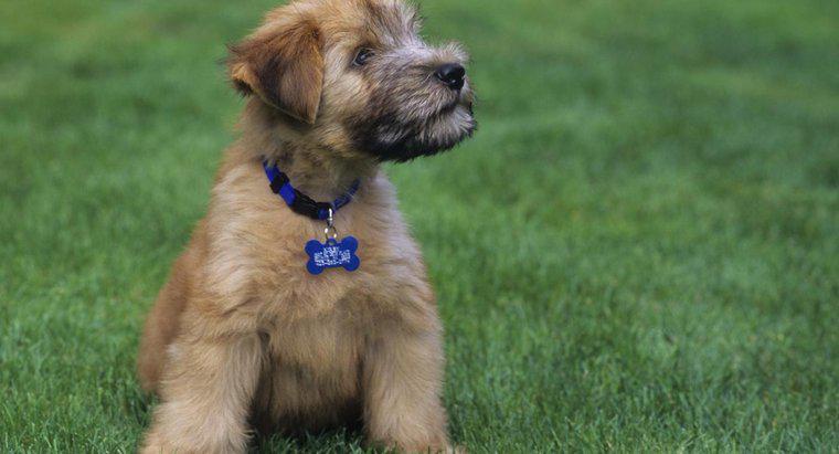 Ce Puppies Mini Wheaten Terrier arata ca?