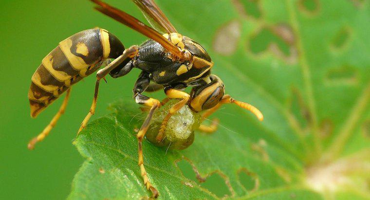 Ce animale mănâncă viespi?