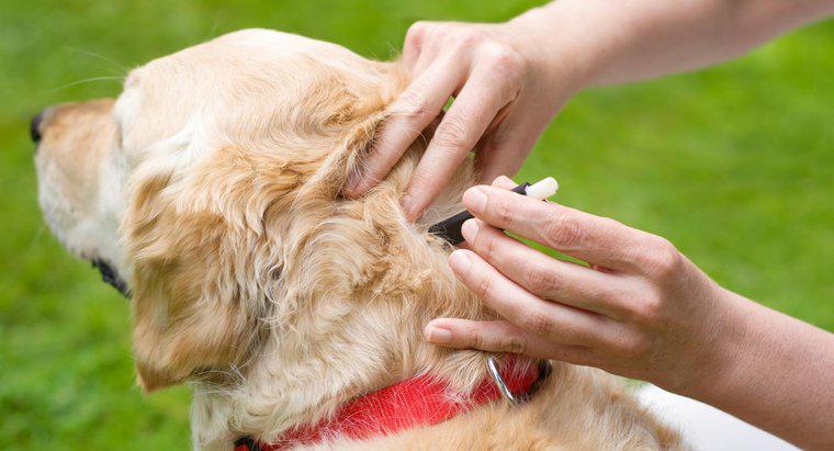 Care sunt unele tratamente eficiente pentru câinii infestați cu căpușe?