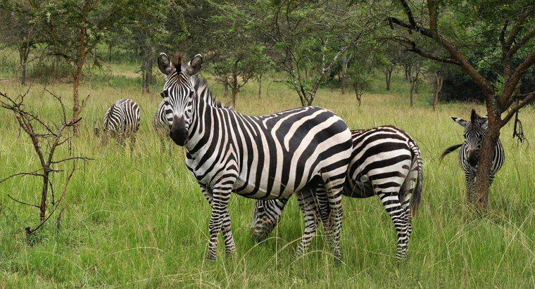 Sunt Zebra pe cale de dispariție?