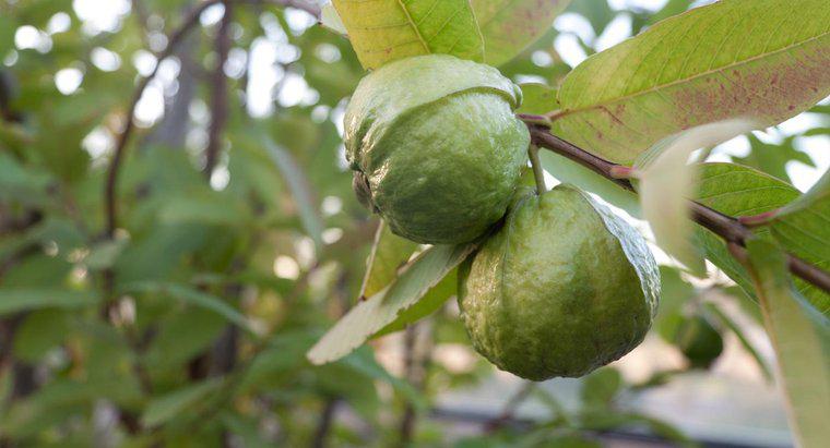 Care sunt utilizările frunzelor de Guava?
