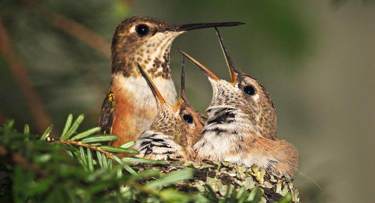 Cât timp trăiesc Hummingbirds?