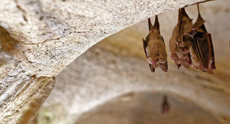 Ce este un habitat de bat?