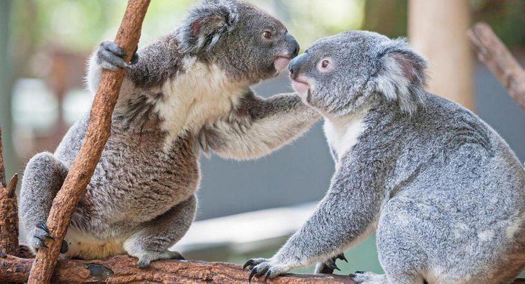 Cum face Koalas Mate?