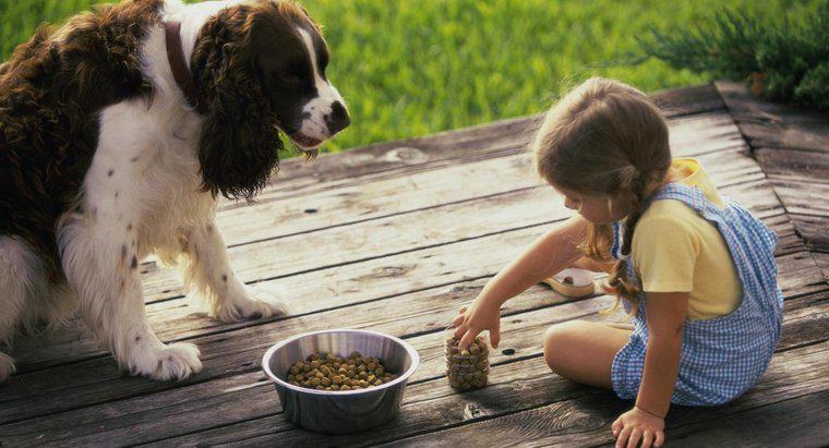 Care sunt cele mai sanatoase marci de hrană pentru câini?