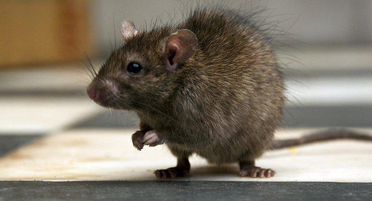 Care este cel mai bun mod de a ucide un șobolan?