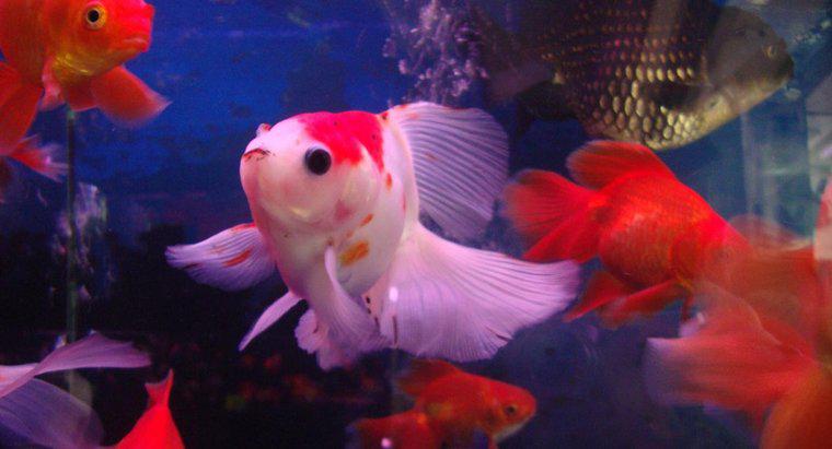 Do Goldfish nevoie de o pompă de aer?
