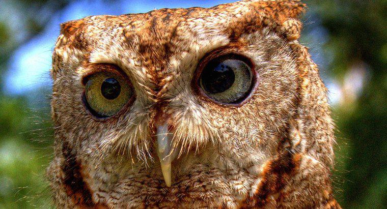 Este o Owl o Omnivore și Herbivore sau un Carnivore?