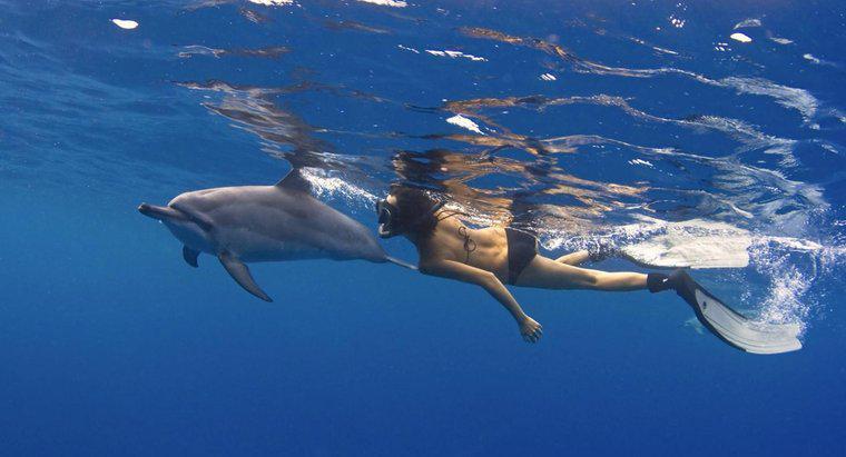 Cum se deplasează delfinii?