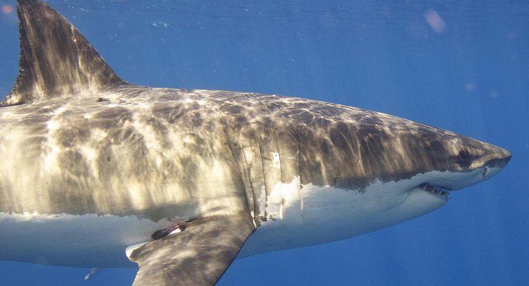 Cât durează un mare rechin alb?